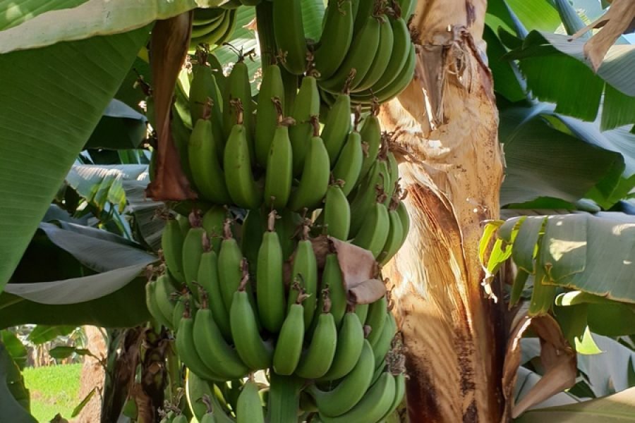 Explore Banana Island in Luxor: Felucca Ride Experience